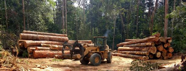 Murrells Inlet, SC Tree Care Company