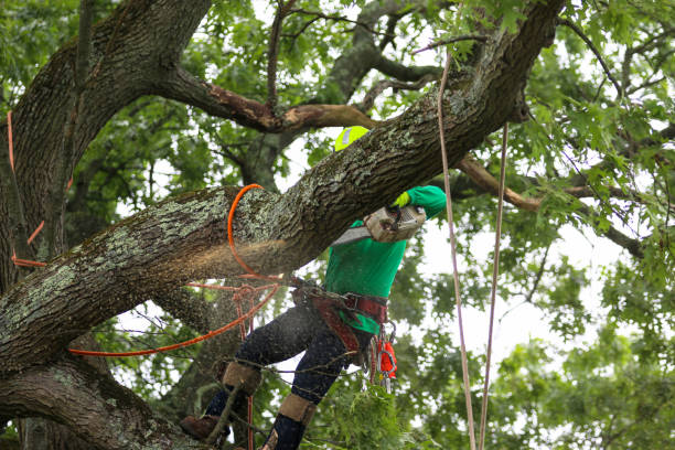  Murrells Inlet, SC Tree Care Pros
