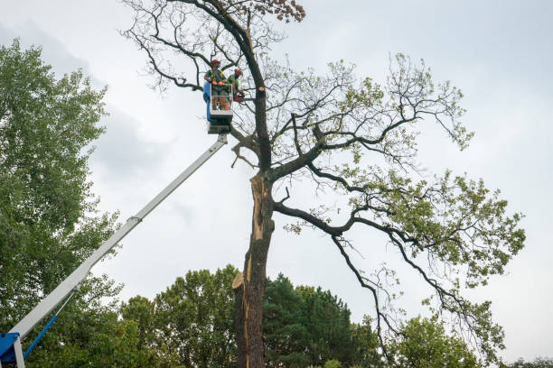 How Our Tree Care Process Works  in  Murrells Inlet, SC