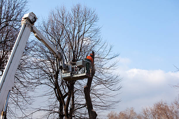 Best Tree Cabling and Bracing  in Murrells Inlet, SC