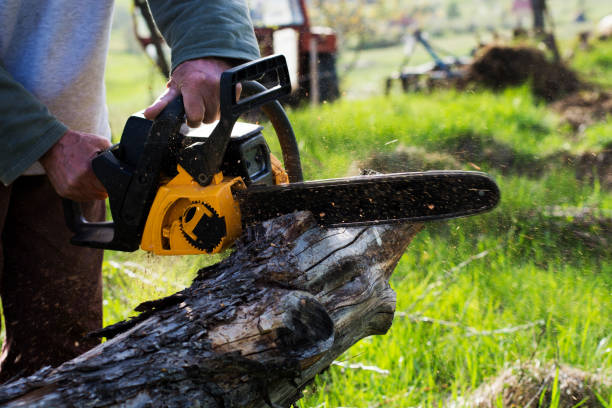 Best Emergency Tree Removal  in Murrells Inlet, SC