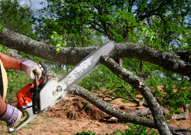 Best Lawn Irrigation Installation and Maintenance  in Murrells Inlet, SC